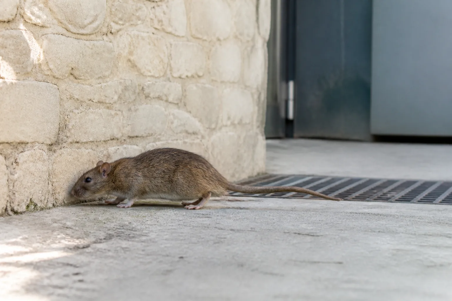 Rata parda junto a un desagüe exterior de un edificio